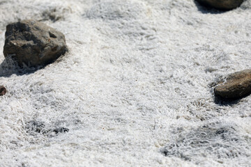 White deposits on the coast in Bretagne Brittany