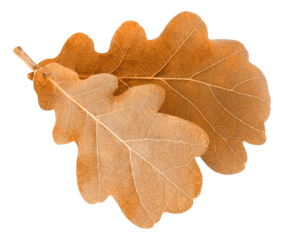 Isolated autumn oak tree leaves