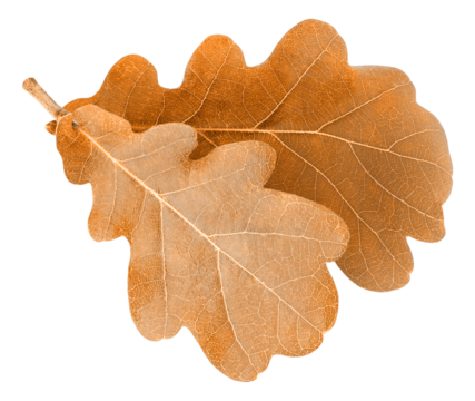 Isolated autumn oak tree leaves