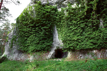 Abandoned cave in the forest, the cave is overgrown with ivy - 529250505