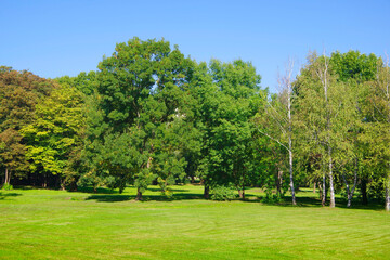 View of green trees in a clearing with green grass.
