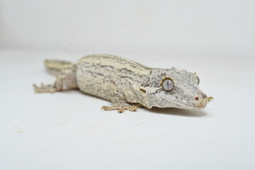 bearded dragon lizard