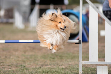 berger des shetland en agility