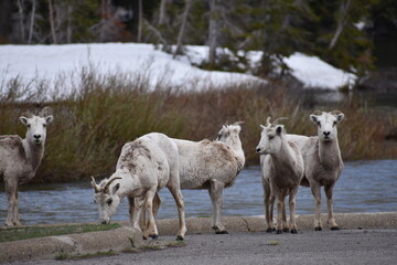 Obraz premium landscape