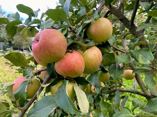 ripe juicy apples on a tree in the garden, autumn fruit harvest