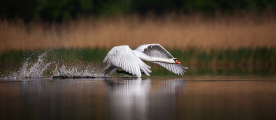 Amazing Swan trying to take off from the surface of the lake. © Jiří Fejkl