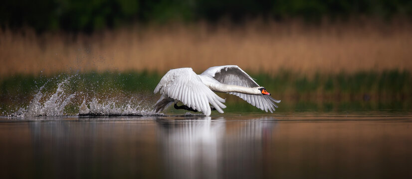 Amazing Swan trying to take off from the surface of the lake.
