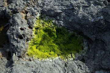 Algae on sea stones, the sea is blooming - 529252747