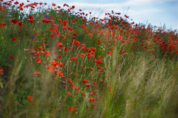 poppies in a field of red and green - 529253326