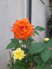 red and yellow roses