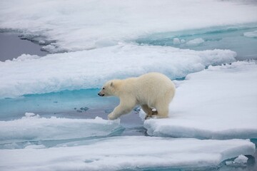 Obraz na płótnie Canvas Young polar bear cub on ice