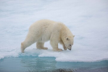 Obraz na płótnie Canvas Close up of young polar bear cub