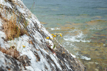 Tiny flowers on high mountain rocks landscape sea view  - 529253780