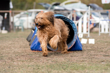berger de brie briard en agility