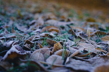 Fallen, shriveled autumn leaves lie on the ground, leaves covered with hoarfrost. The first frost in late fall or early winter.
