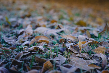 Fallen, shriveled autumn leaves lie on the ground, leaves covered with hoarfrost. The first frost in late fall or early winter.