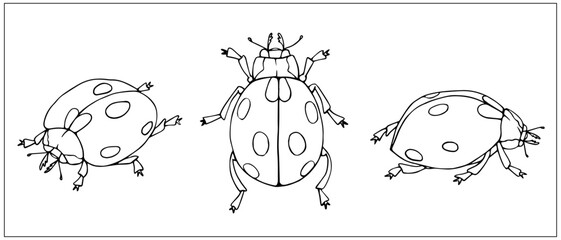 Set of line sketches of ladybug beetles.Isolated vector graphic.