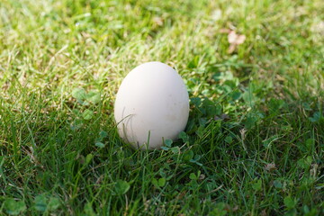 a white egg in its shell