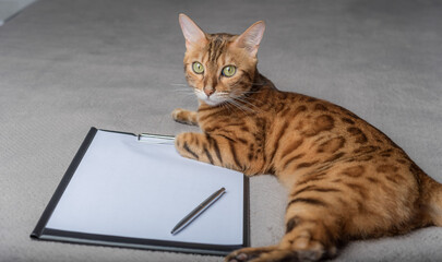 A domestic cat lies next to an empty clipboard.