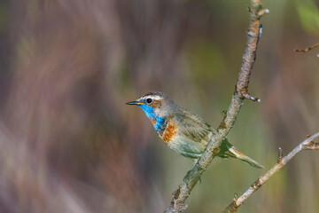 Male Bluethroat sitting on a tree branch