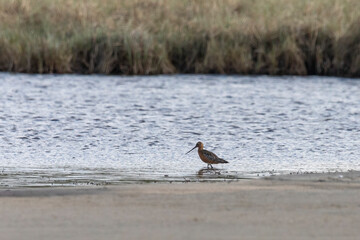 Bar-tailed godwit walks along the riverbank on a summer day