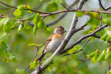 Brambling sits on a tree branch, close-up