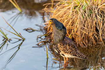 Male ruff (bird) in breeding plumage on a summer day on the lake