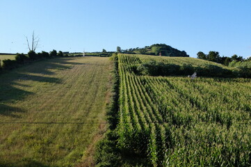 Fototapeta premium Corn fields