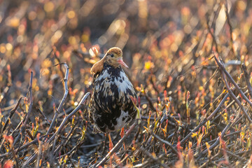 A male ruff (bird) in breeding plumage stands in a bush