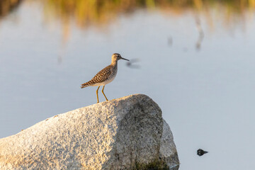Wood sandpiper stands on a large stone