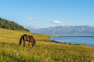 horse beside the lake