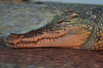 The Nile crocodile in zoo