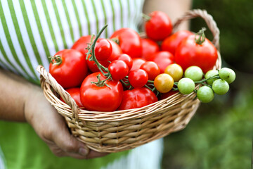 farmer's hand holds a tomato on the background of a basket with tomatoes. eco food home gardening concept.