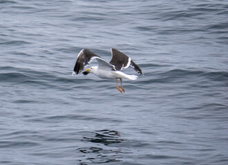 Great black-backed gull (Larus marinus), the largest gull species, catching a fish in the waters of the Western coast of Greenland