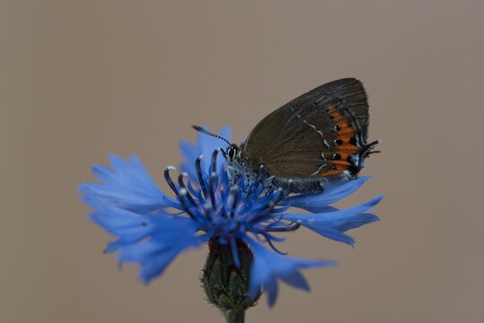 Closeup of a butterfly standing on a beautiful flower