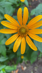 yellow flower in the garden