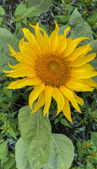 sunflower in the garden