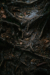 Abstract of Tree Roots with Miscellaneous Leaves and Twigs - 529256378