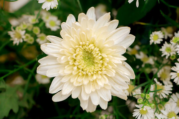Chrysanthemums, sometimes called mums or chrysanths, are flowering plants of the genus...