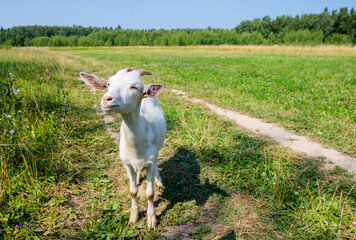 Obraz premium white goat in sunny summer day on a field closed to a forest