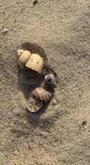seashells on the beach in the sand