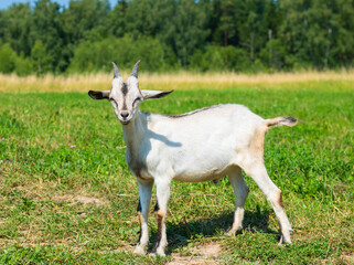 Fototapeta na wymiar A young white with grey goat in sunny summer day on a field