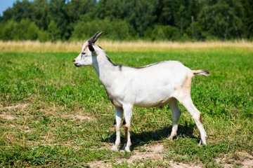 A young white with grey goat in sunny summer day on a field