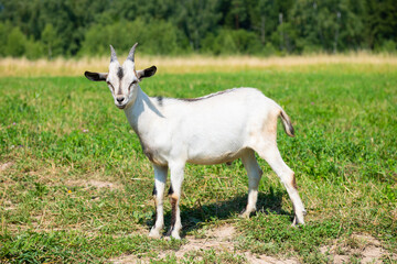 Naklejka na ściany i meble A young white with grey goat in sunny summer day on a field