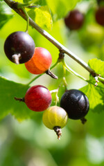 gooseberries on a branch, close-up