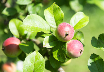 Apples on apple-tree branches in summer day