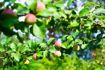 Apples on apple-tree branches in summer day
