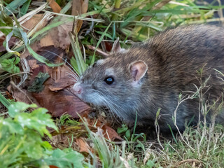 Naklejka na ściany i meble Close-up of common rat (Rattus norvegicus) with dark grey and brown fur in green grass in sunlight. Wildlife scenery