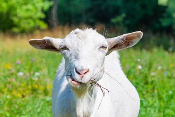 Funny white goat in sunny summer day on a field, close up