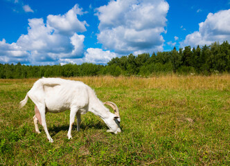Naklejka na ściany i meble A goat in sunny summer day on a field